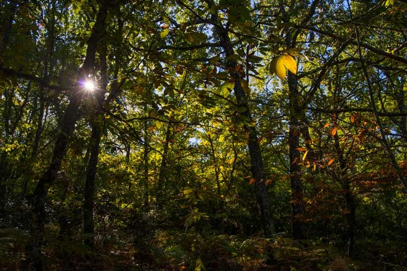 El bosque salmantino para descubrir este otoño en Salamanca