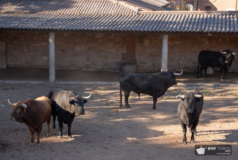 Borja Jiménez debuta en Salamanca con Jaleante