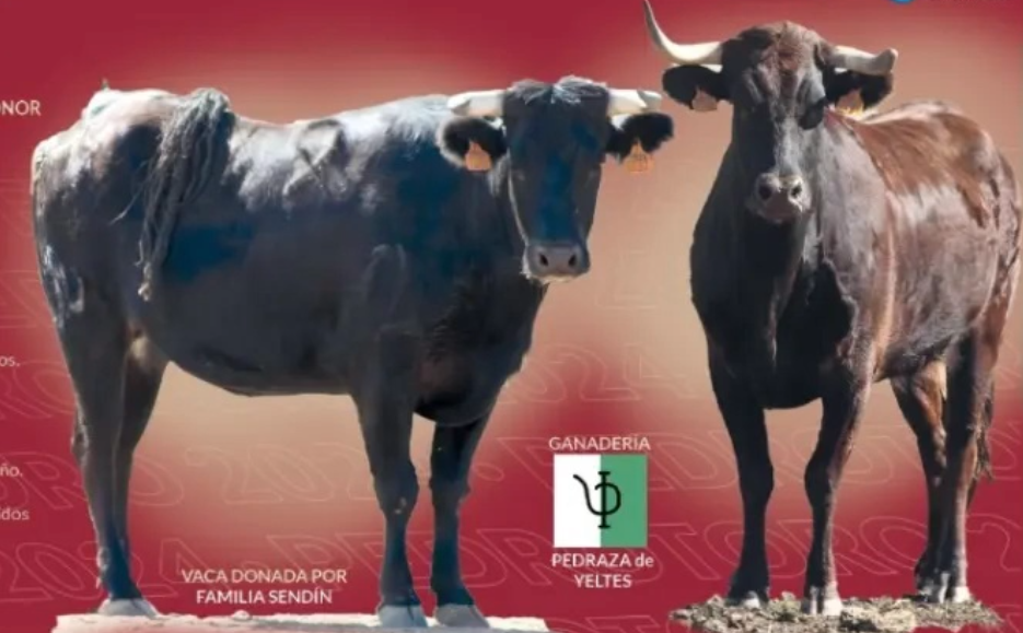 Un torneo de fútbol, novedad en las fiestas de Pedrotoro, en las que no faltará la suelta de vaquillas