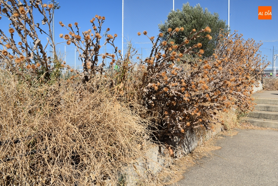 Los cardos dejan ‘fuera de servicio’ los pasamanos de acceso a los Campos de Toñete