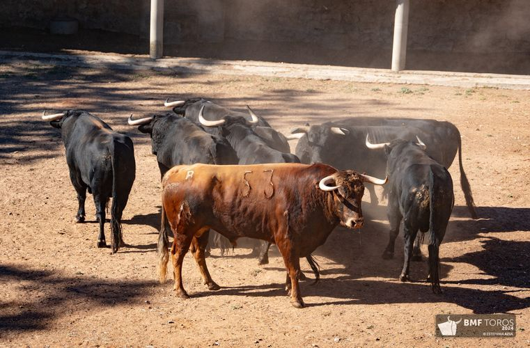 Botellero abre la Feria Taurina 2024