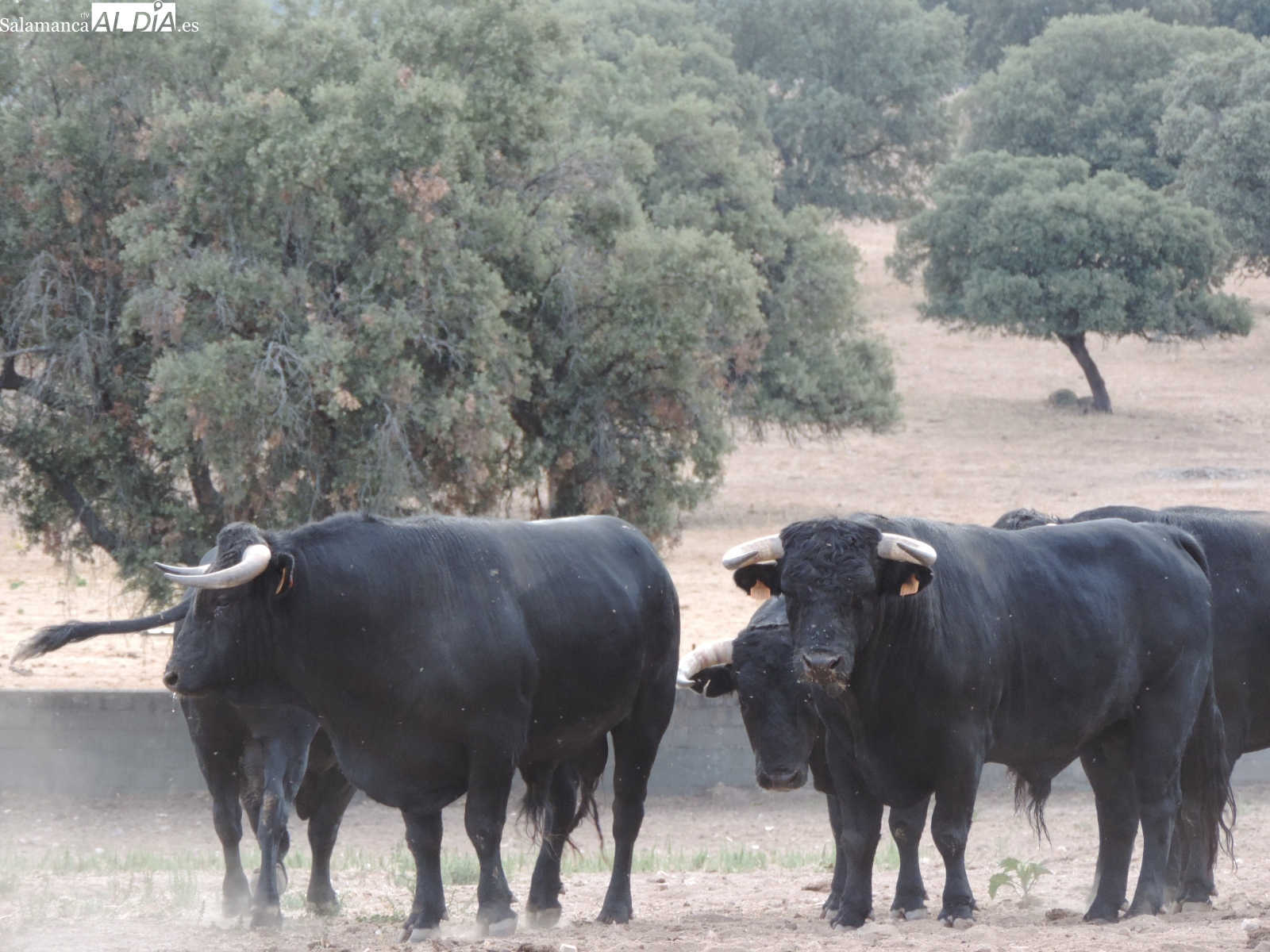 Capea, 18 años después