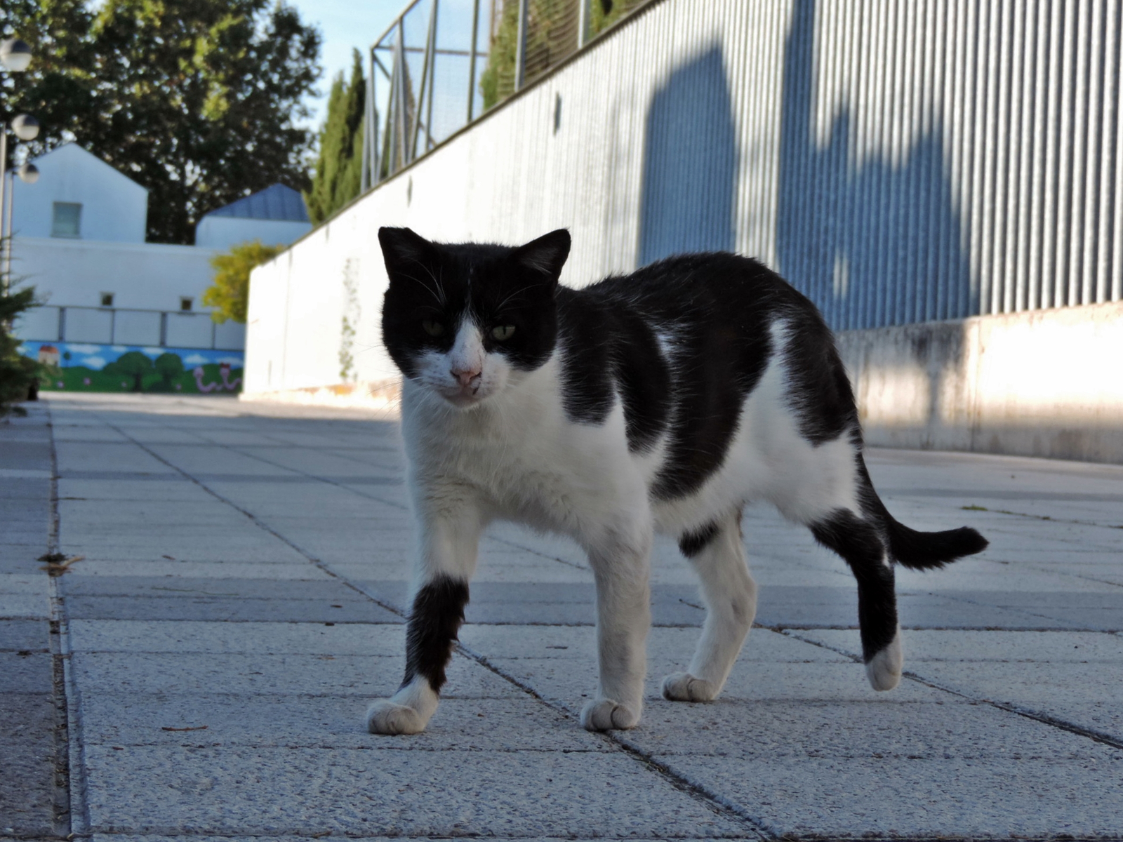 Polémica en Garrido: Los gatos se adueñan del campo Vicente del Bosque