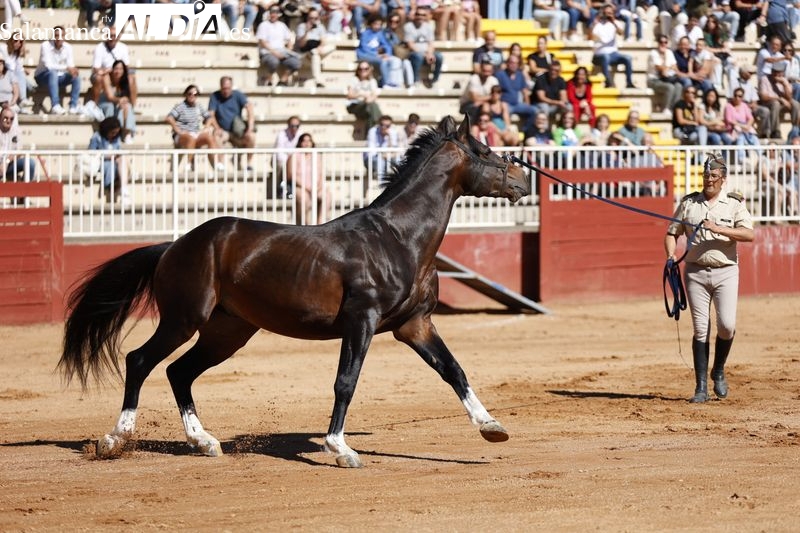 La belleza de los caballos del Ejército encandila al público salmantino