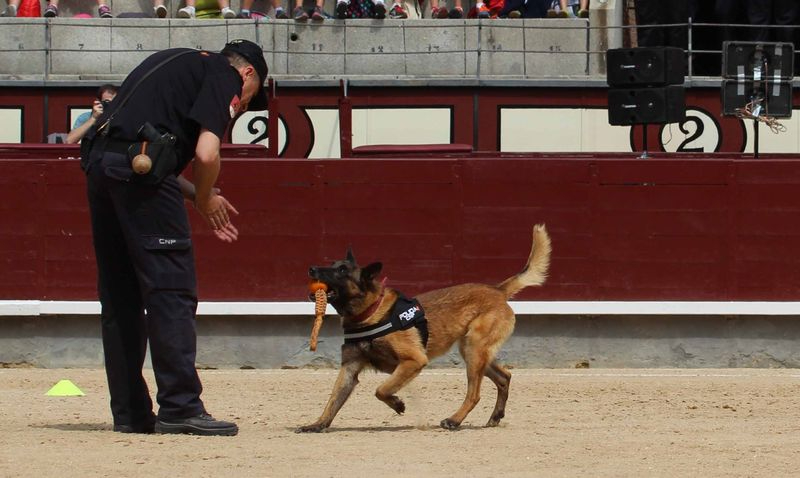 Exhibición de la Unidad de Guías Caninos de la Policía Nacional en Salamanca