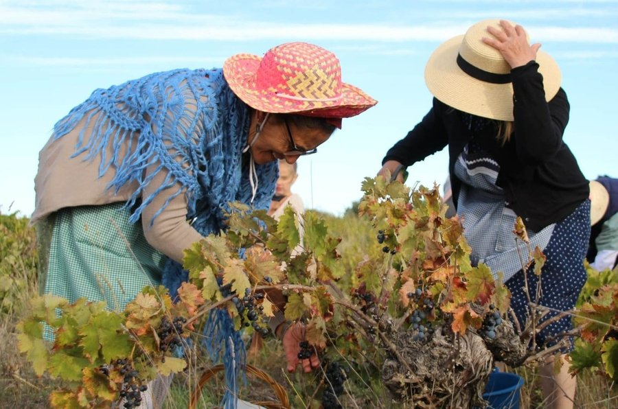 Una cata de vinos del pueblo, entre las novedades de la 3ª Fiesta de la Vendimia de Saelices