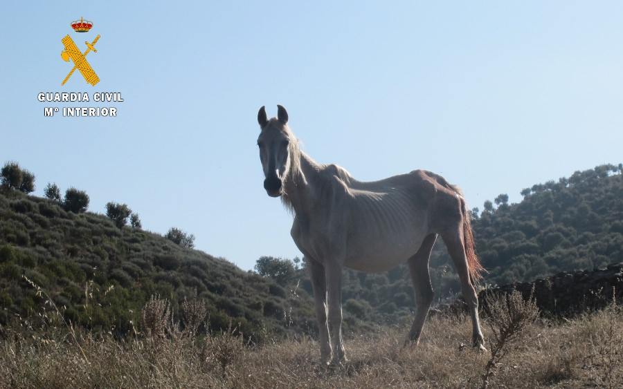 Encontrados 6 equinos muertos y 28 desnutridos en una finca de Serradilla del Llano