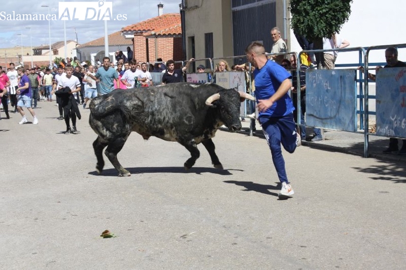 Expectación y carreras protagonizan el II Toro Virgen de la Vega de Macotera