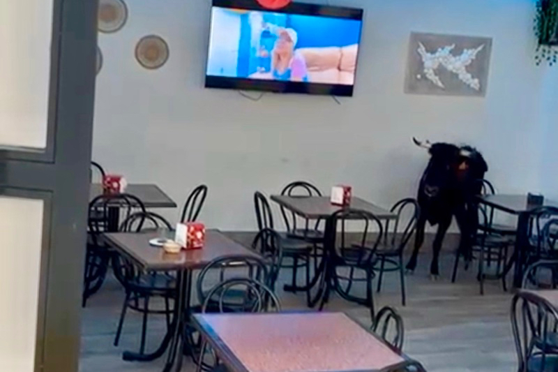 VÍDEOS: Una vaquilla entra por sorpresa en un bar de Cantalapiedra en pleno encierro