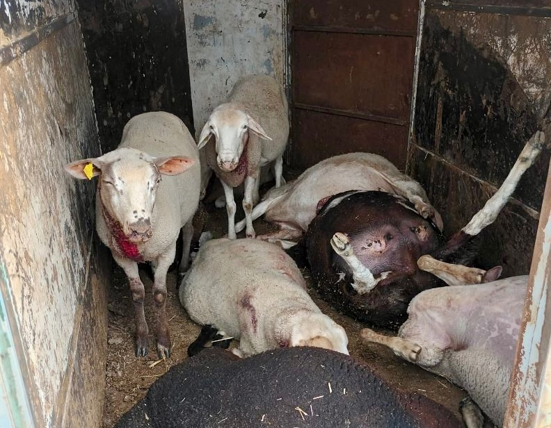 El lobo aparece de nuevo en la comarca, ensañándose en Alaraz y Santiago de la Puebla