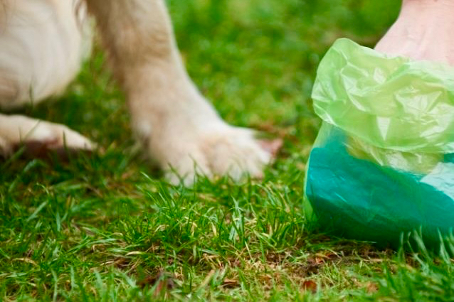 ‘No te lo pienses, recógela’, nueva campaña de concienciación para la limpieza de excrementos y orines de los perros en las calles