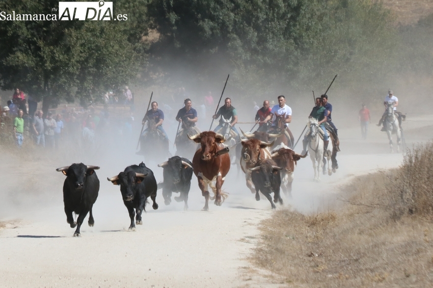 Bonito encierro a caballo con novillos de Eduardo Martín Cilleros en Bañobárez