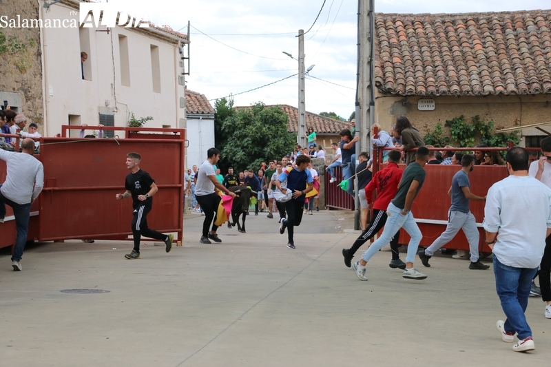 Las fiestas de Villares de Yeltes ofrecen su acento taurino con el encierro de Orive