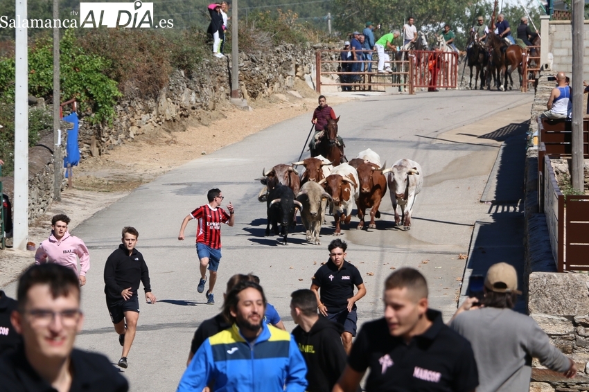 Vibrante encierro de Valdeflores en Barruecopardo con susto en la plaza