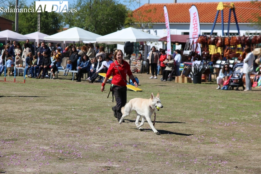 La Feria de Alimentación, Artesanía y Canina de Villar de Peralonso se consolida tras ocho ediciones