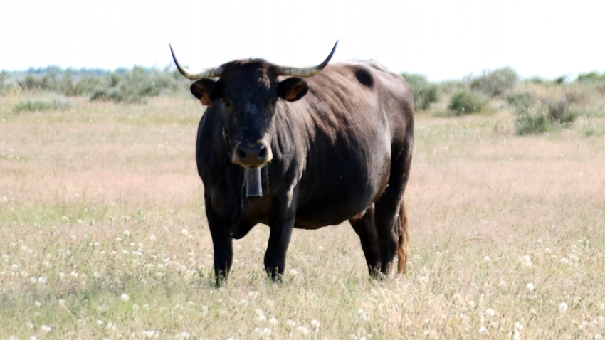 El vacuno mantiene su tendencia al alza y el cereal continúa a la baja