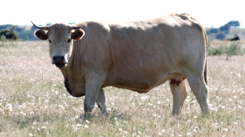 Subida generalizada del vacuno y ovino en una jornada de repuntes para el cereal