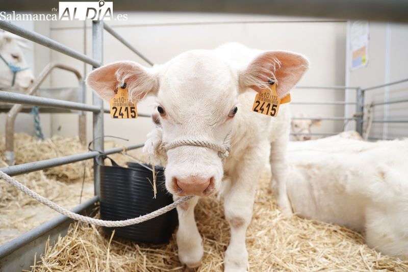 Las mejores fotos de la primera jornada de Salamaq