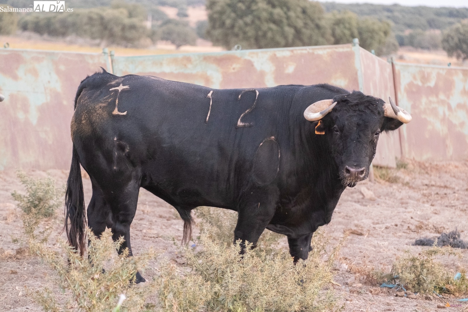 Espioja, en la corrida concurso de ganaderías por méritos propios