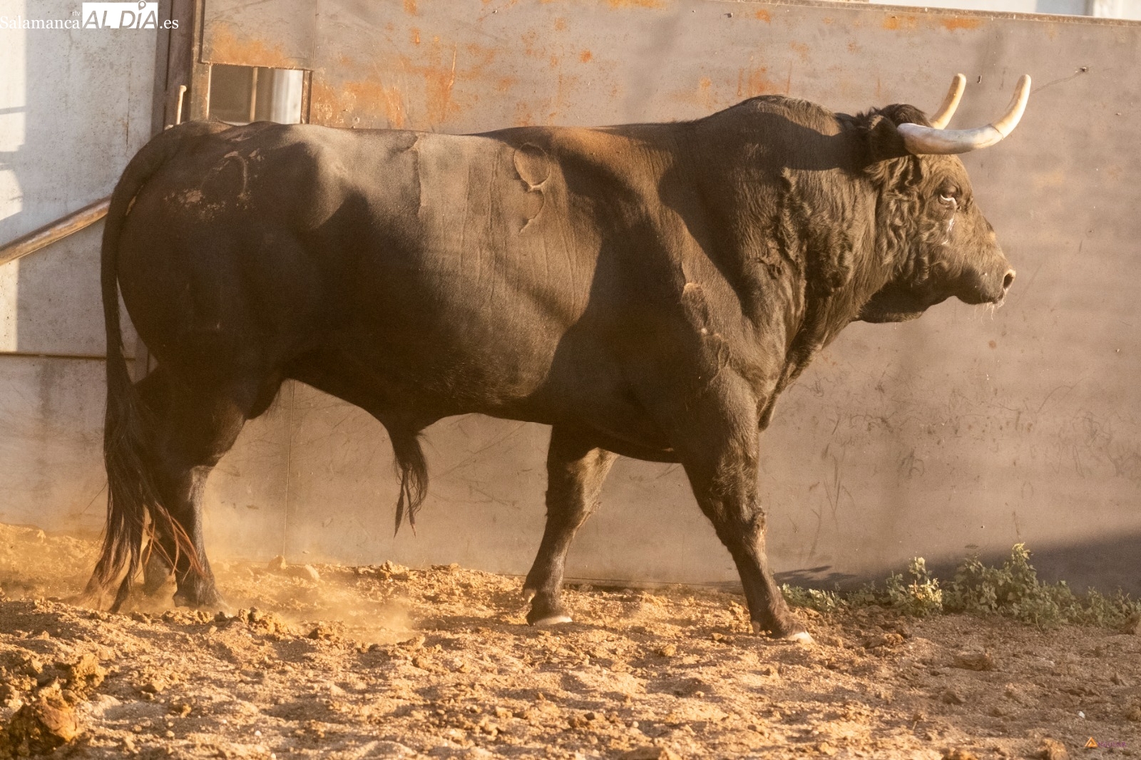 Trapío y cuajo de Vellosino para volver a alcanzar la gloria