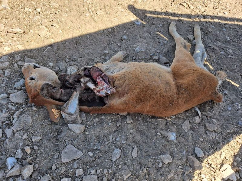Los buitres vuelven a atacar en Salamanca: Las aves campan a sus anchas y nos sentimos completamente indefensos 