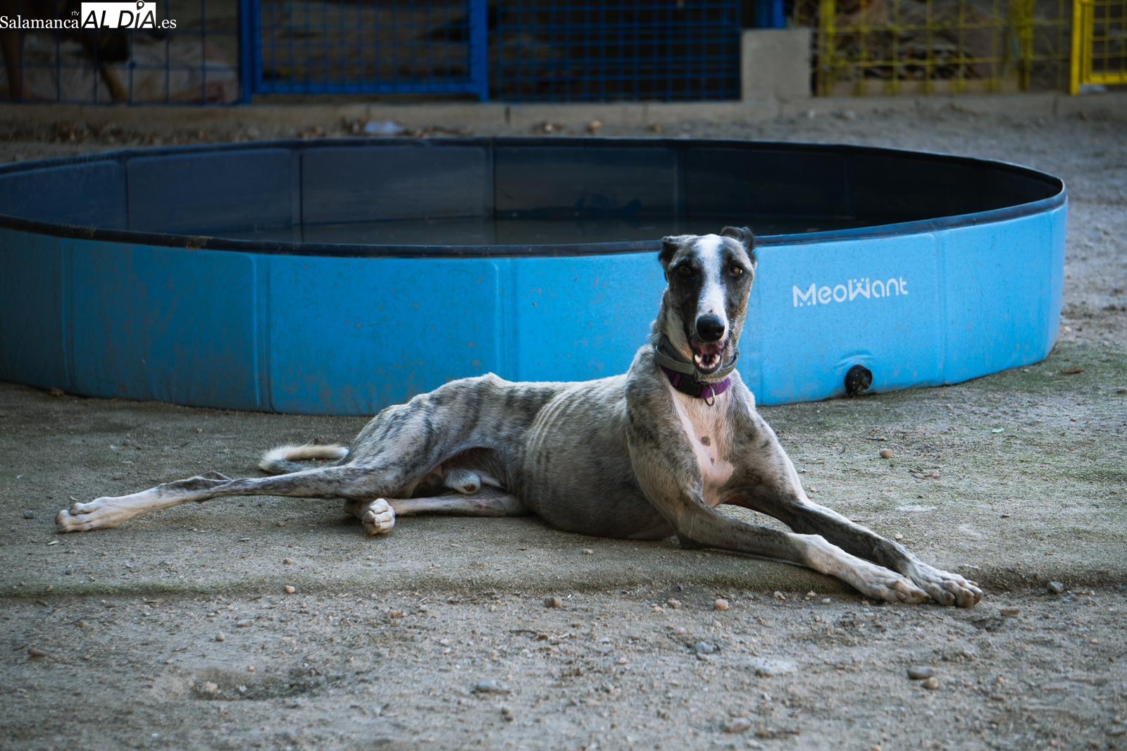 La protectora Siempre Fiel, sin recursos y al límite: Estamos ahogados por todos lados