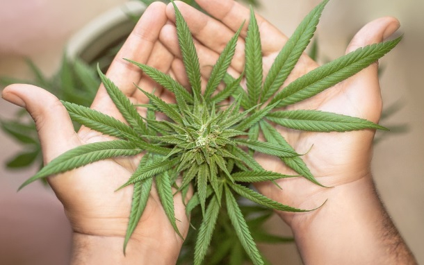 ¿Puedo cultivar plantas de marihuana en casa para autoconsumo en España?