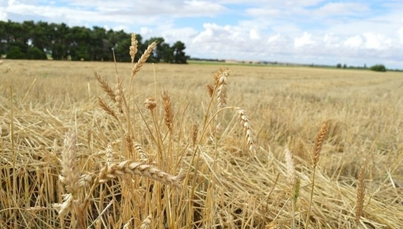 Las OPAS de Salamanca denunciarán a las empresas que compren cereales por debajo de los costes de producción
