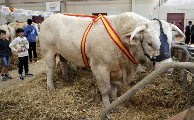 Osiris y Poeta, campeones Adulto y Joven del XXXV Concurso Nacional de Charolés