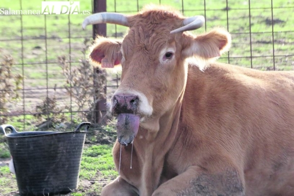 Las secuelas de la EHE siguen azotando el campo: Hay un porcentaje muy alto de animales que no están pariendo