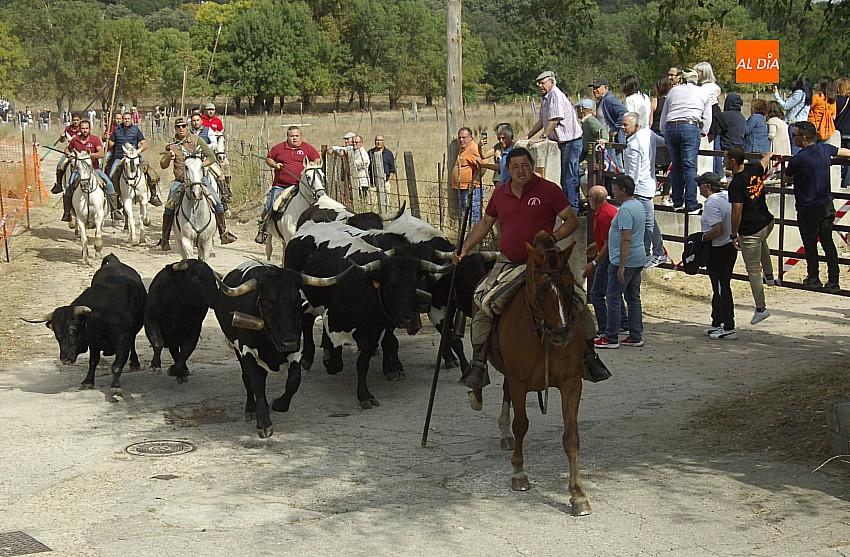 El único encierro a caballo congrega miles de personas en Espeja 
