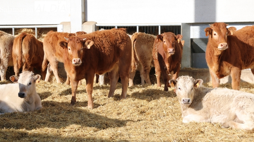 Nueva subida del vacuno, estabilidad en el cereal y el girasol comienza a cotizar