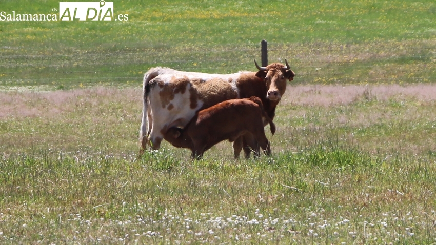 Nace la Plataforma Pecuaria Bovina para la defensa del sector vacuno