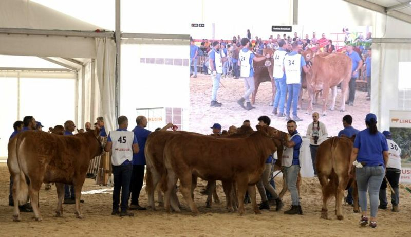 Resultados del XXXII Concurso Nacional de Raza Limusina Hembras Jóvenes