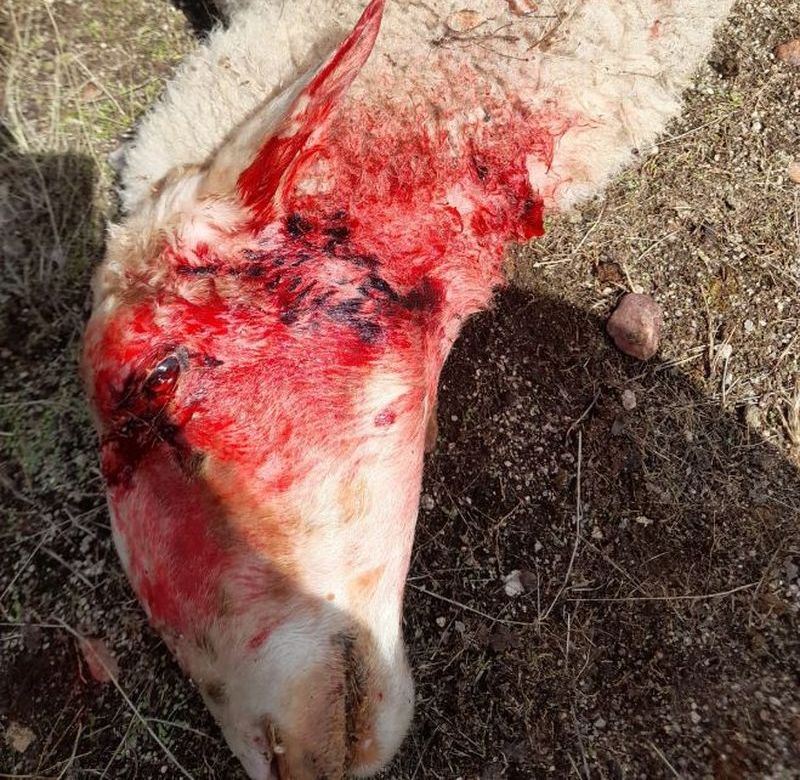 El lobo ya ataca incluso de día en Salamanca