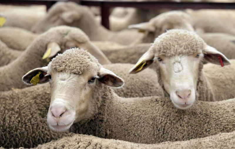 Resultados del XXXIII Concurso Nacional de Ganado Ovino de la Raza Castellana