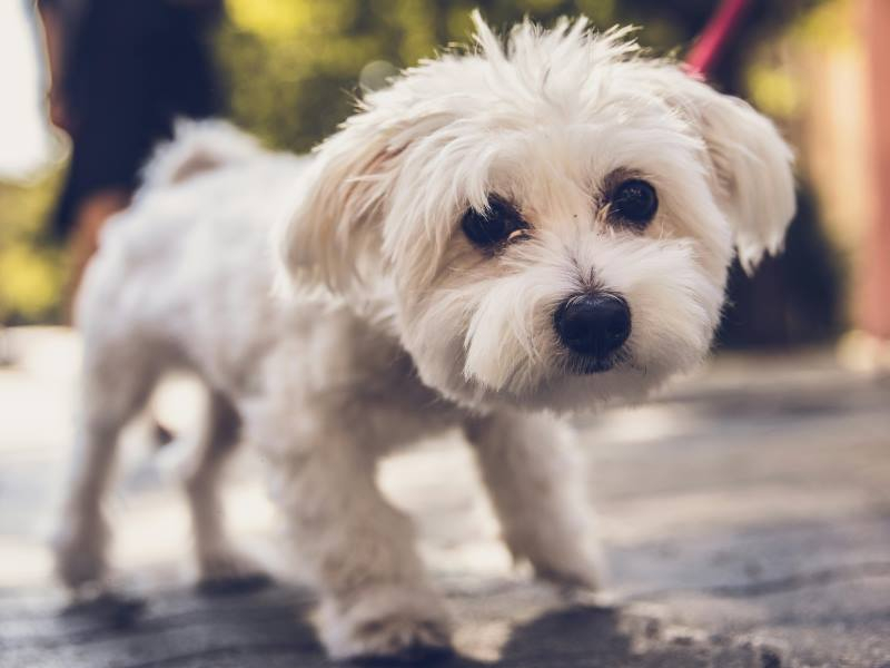 La localidad salmantina que lanza una ‘Campaña Anticacas’ diseñada por niños