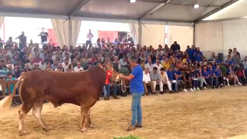 Un ejemplar de la subasta nacional de limusín se vende por 15.800 euros