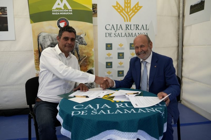 Alianza de Caja Rural de Salamanca con los criadores de ganado de Morucha