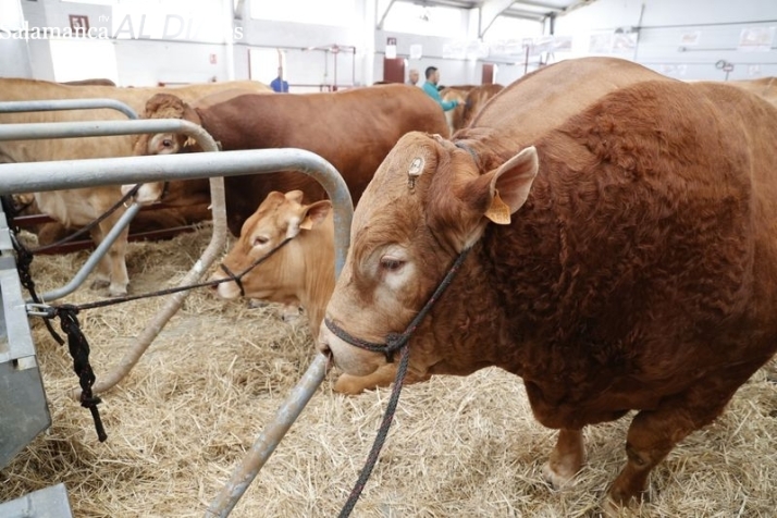 Este es el programa de Salamaq para este viernes