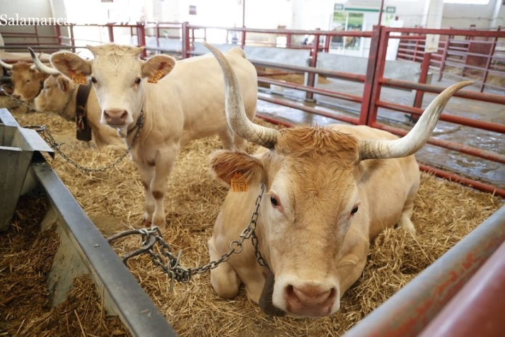 Salamaq: la capital del campo abre sus puertas