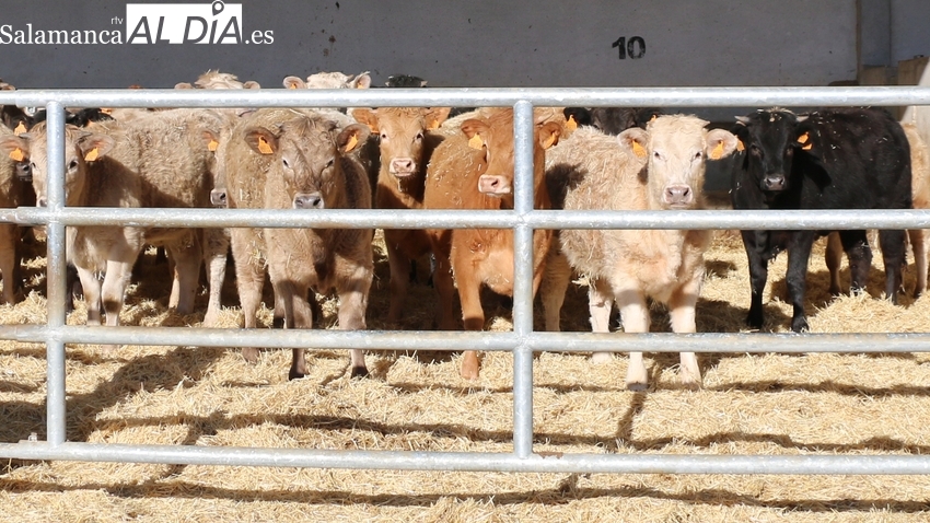 Fuerte subida del vacuno de carne