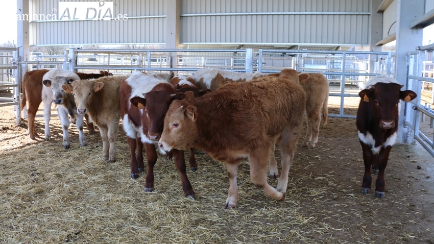 Vacuno y ovino mantienen la tendencia al alza de los precios