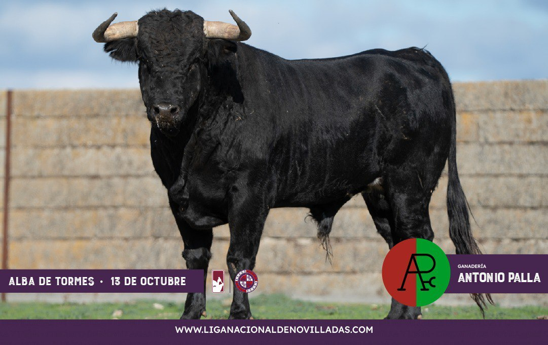 Armónica novillada para la final del Circuito de Novilladas en Alba de Tormes