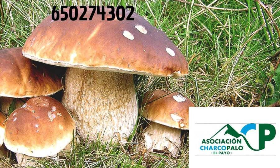 Charco Palo programa una Jornada Micológica para el 26 de octubre	