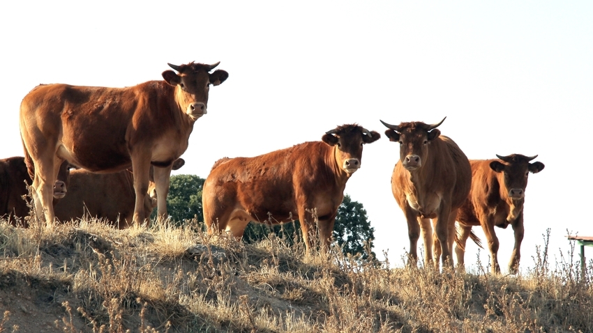 El vacuno se pone por las nubes y el cereal despega en todas las categorías