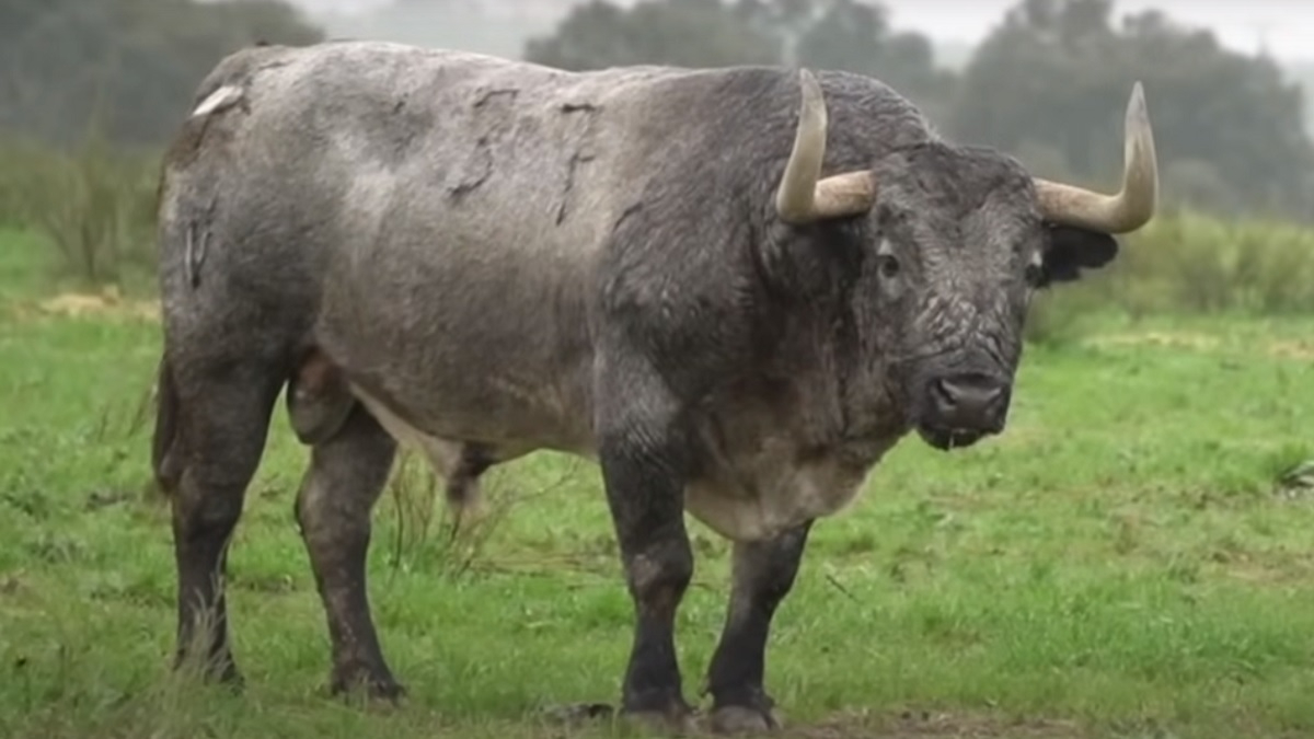 Muere Cobradiezmos, toro glorioso de Victorino Martín