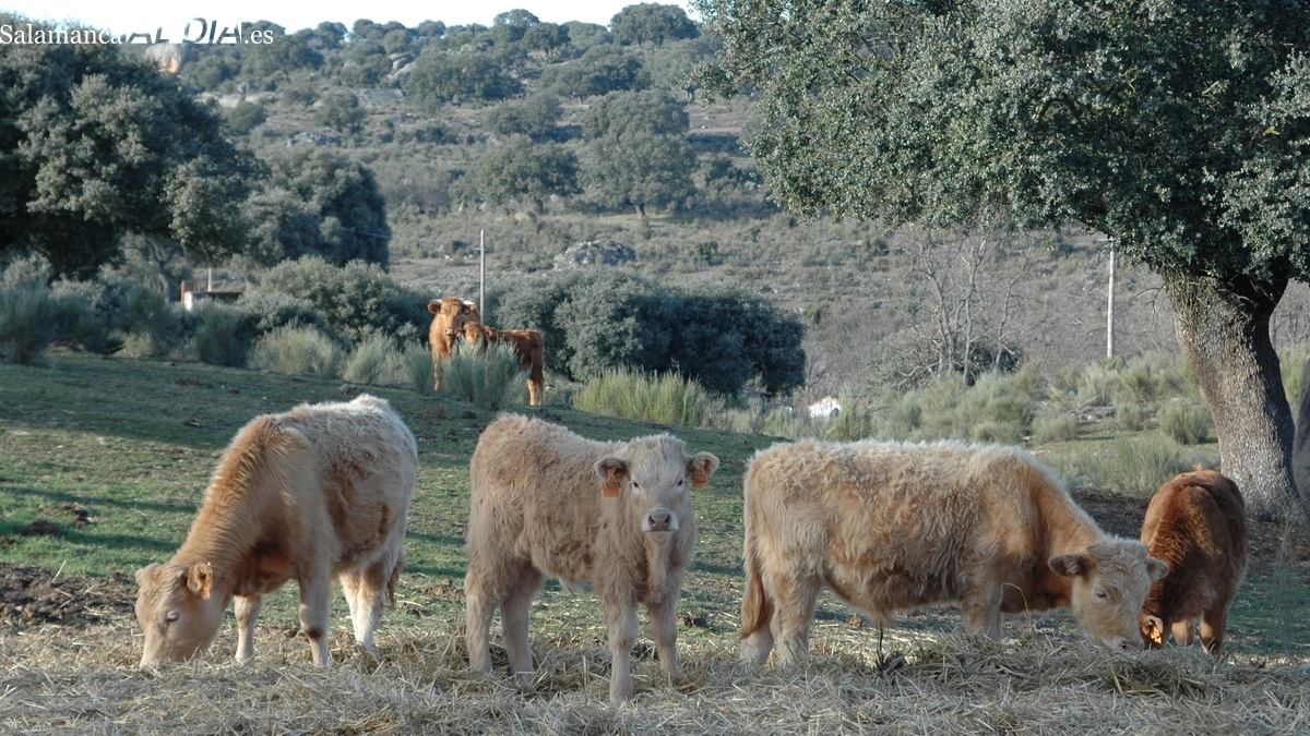 El vacuno se muestra imparable y el girasol da un fuerte ‘estirón’
