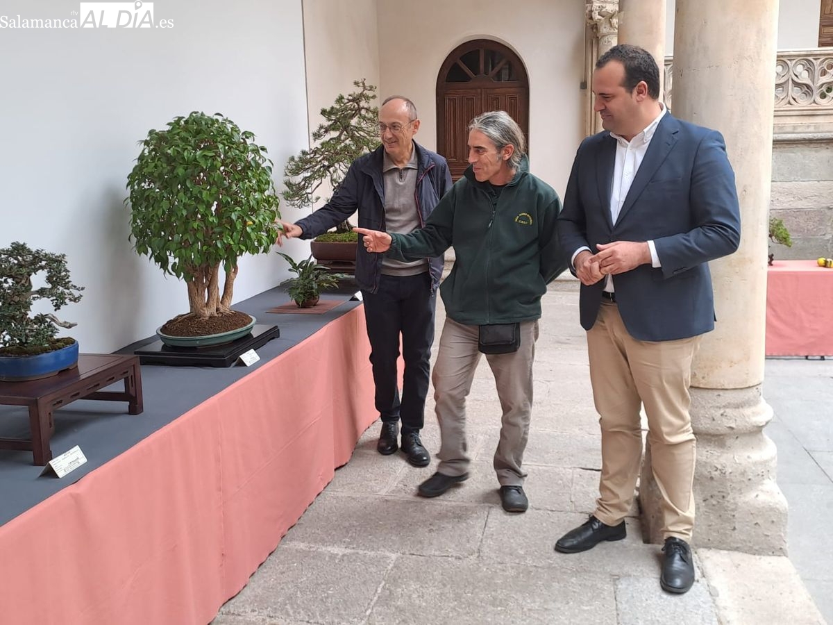 El arte de la jardinería diminuta llega a Salamanca con esta exposición de bonsais (VÍDEO y FOTOS)