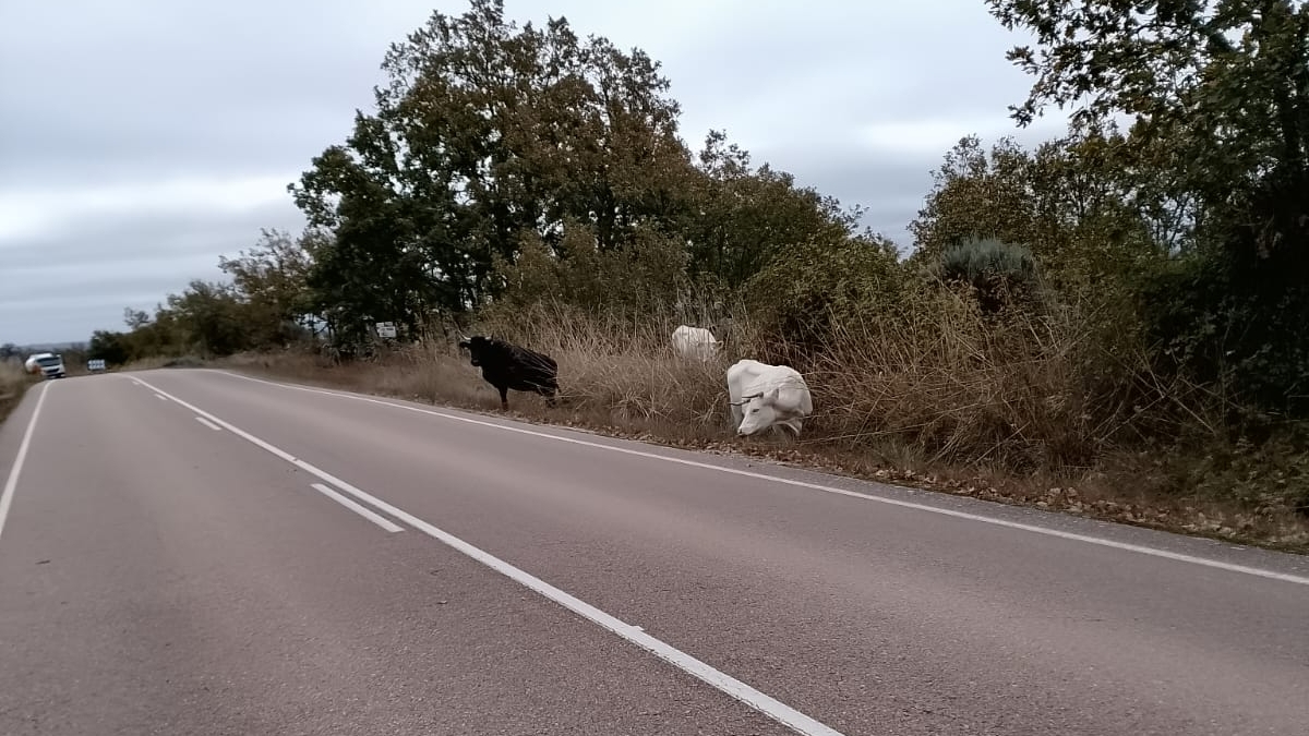Preocupación entre los ganaderos de la comarca de Vitigudino por el corte de alambradas en parcelas y posibles accidentes con el ganado